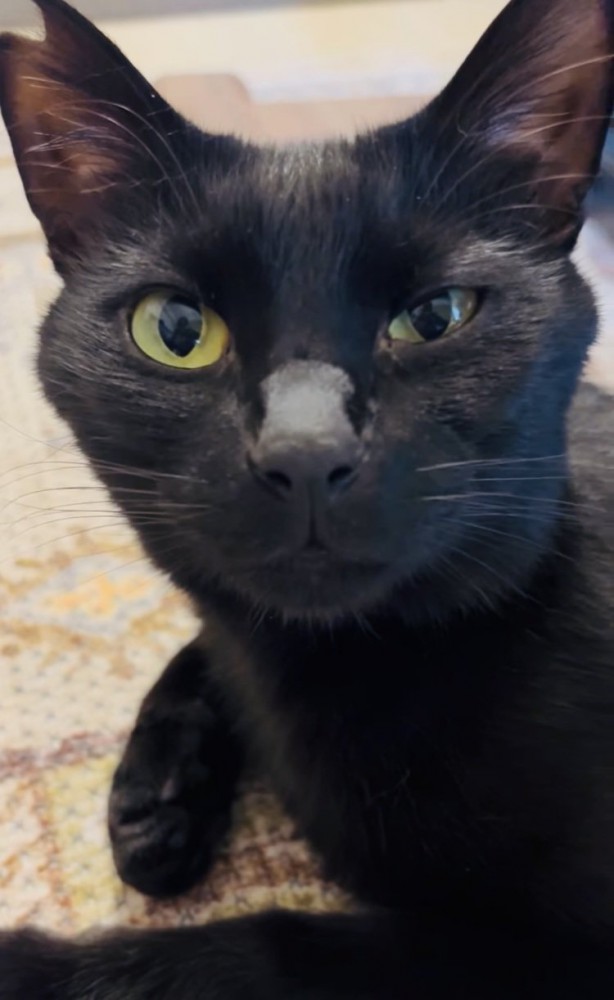 黒猫の顔アップ