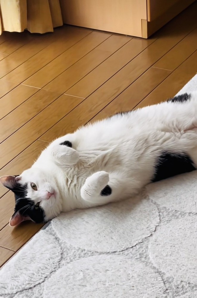 カーペットの上に仰向けに寝るハチワレ猫