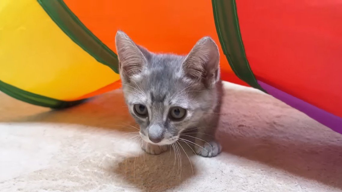 くぐって