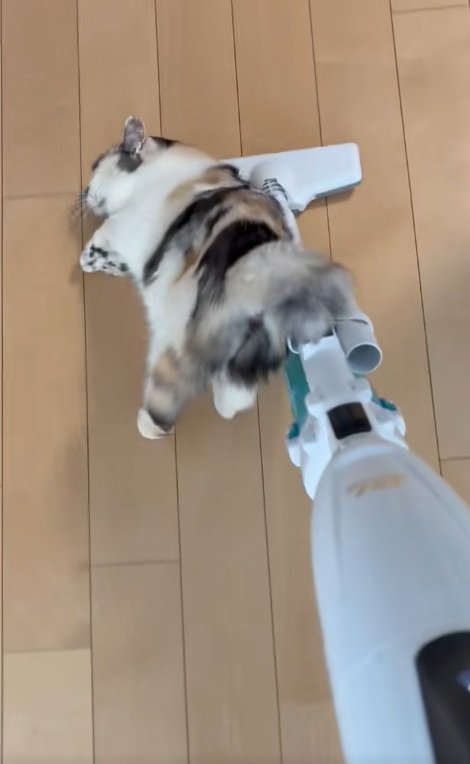 掃除機に背中をこすりつける三毛猫
