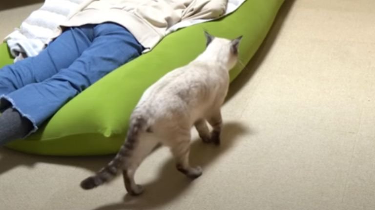 室内を歩く猫