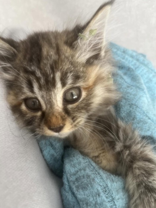 毛布にくるまれた子猫