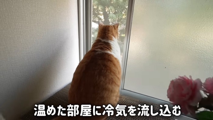 開いた窓から外を見る猫