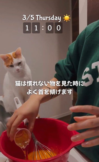 ケーキ作りを座って見ている猫