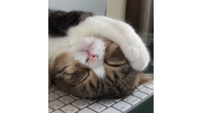 キーボードの上で眠る猫