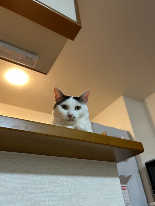 台から見下ろす猫