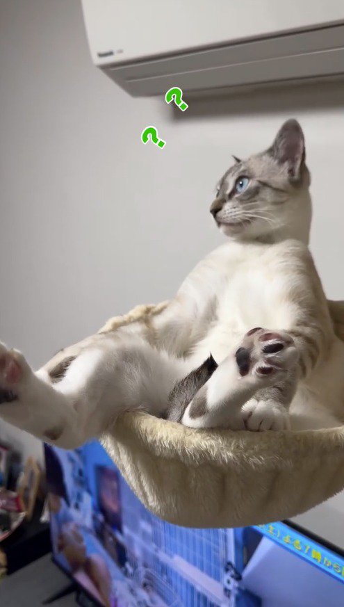 不思議そうに周囲を見まわす猫