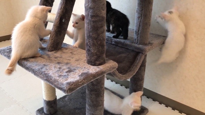 飛ぶ子猫