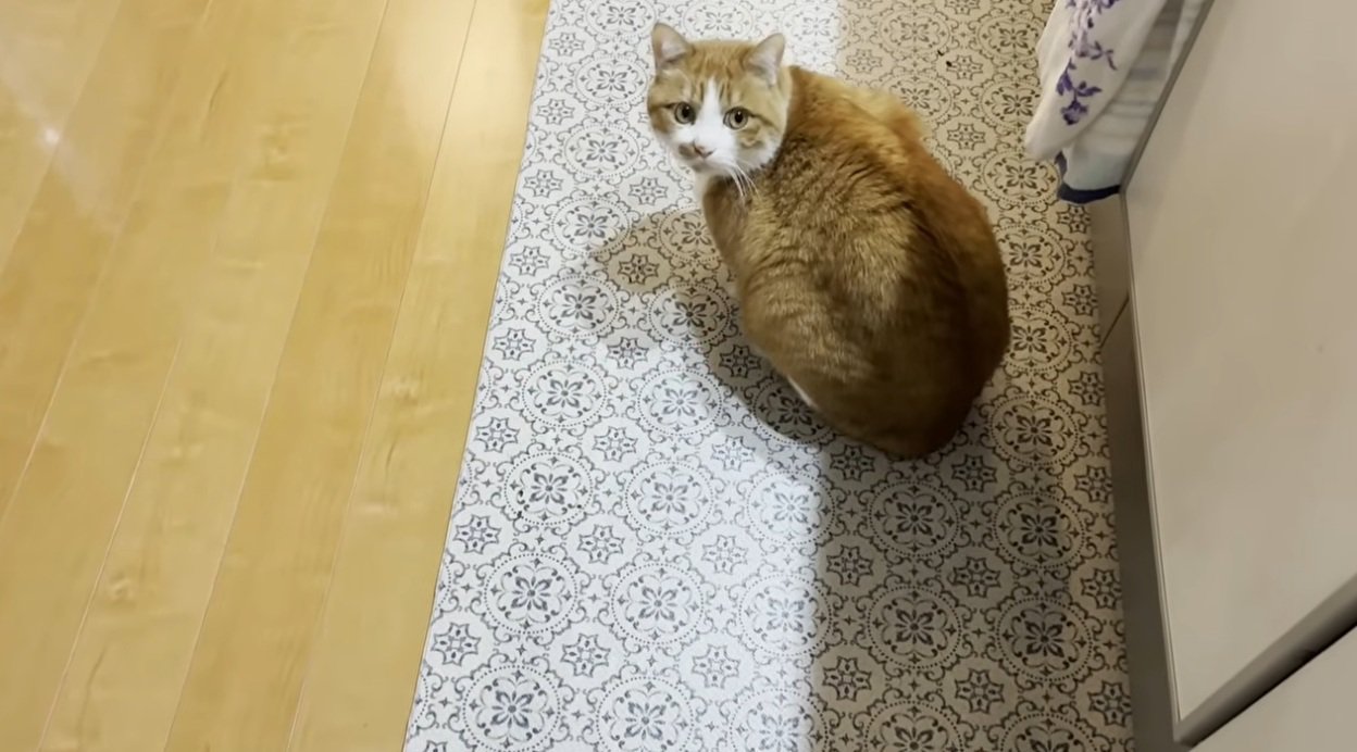 料理をしている飼い主とキッチンマットにいる猫