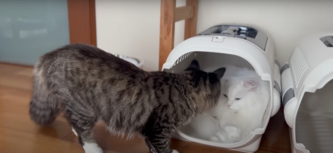 ハウスの中にいる猫と様子を見ている猫