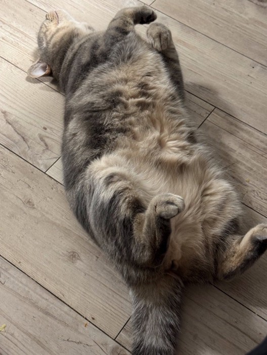 仰向けで寝転がる猫