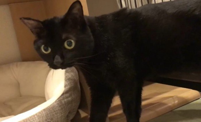 止まって振り向く猫