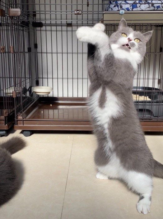 両手をクロスする猫