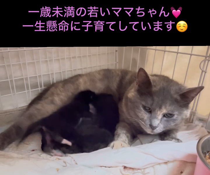 授乳中の母猫