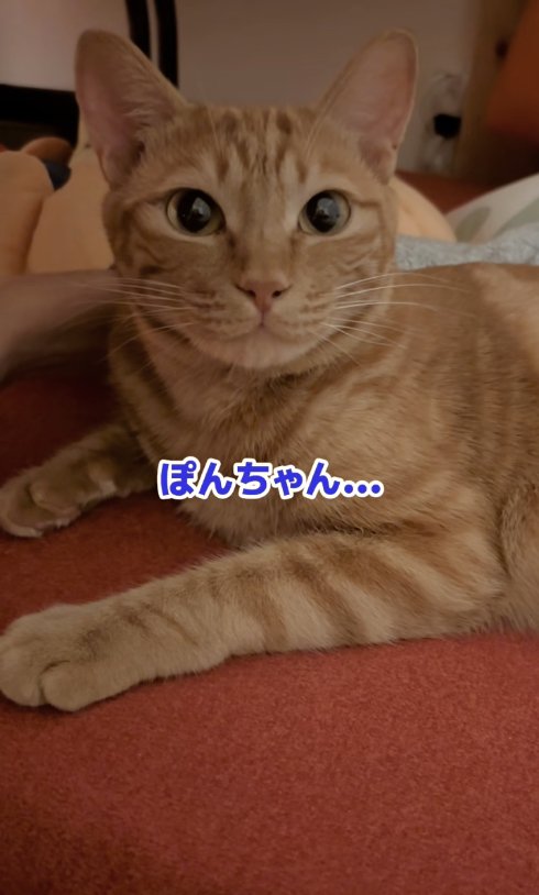 カメラ目線の猫「ぽんちゃん…」