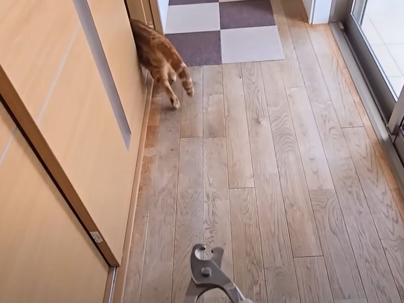 爪切りから逃げる猫