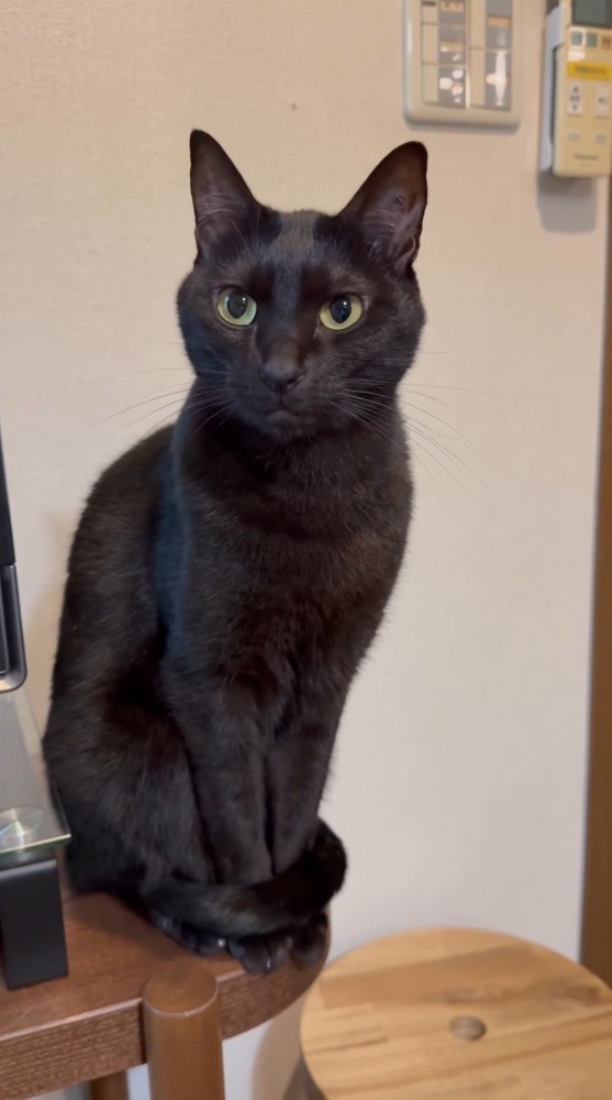 スッキリとした顔で飼い主を見つめる猫