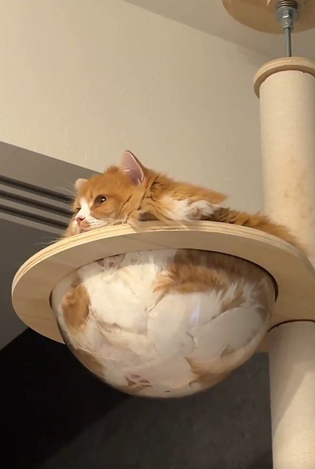 クリアボウルに入る猫