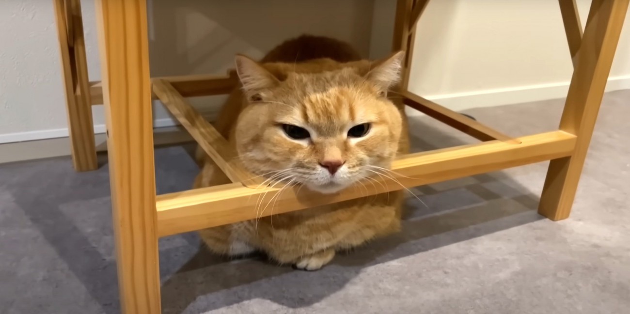 顎を乗せている猫