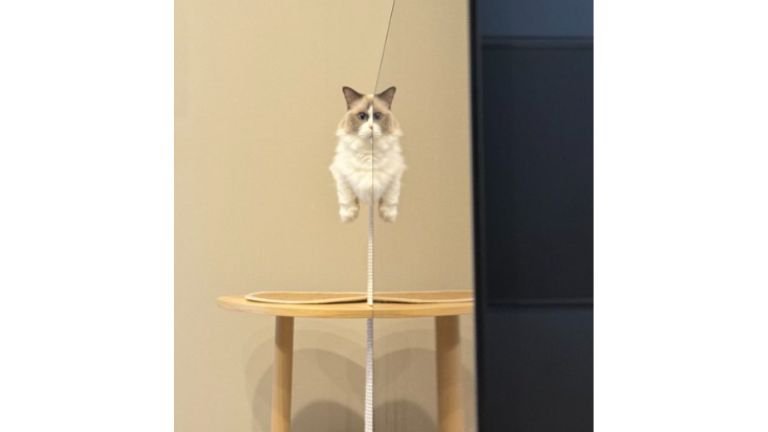 キャットタワーにいる猫