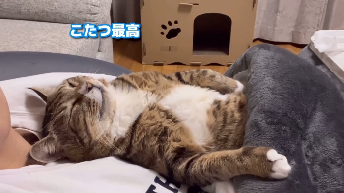 仰向けで寝る猫