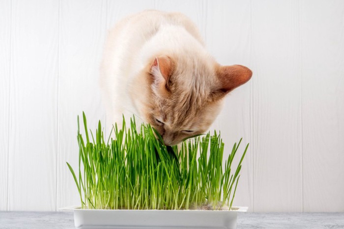 猫草を食べる猫