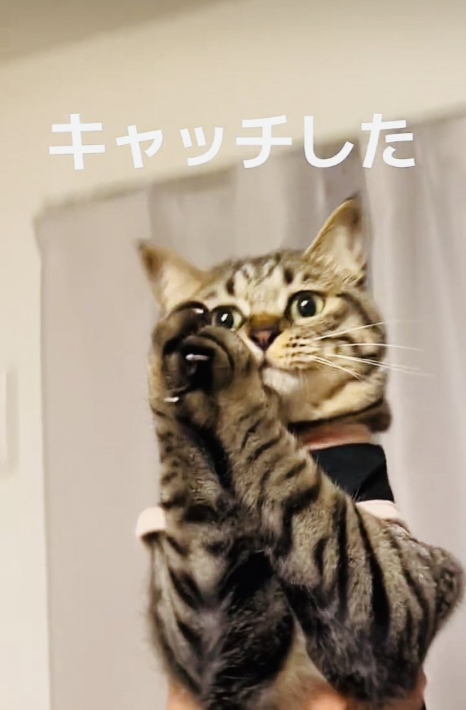 パパ抱っこしてもらい天井の虫を捕るキジトラ猫