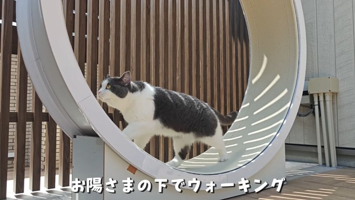 キャットホイールと猫3