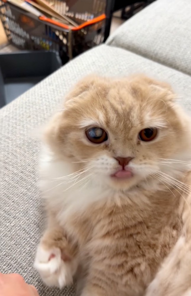見つめる猫