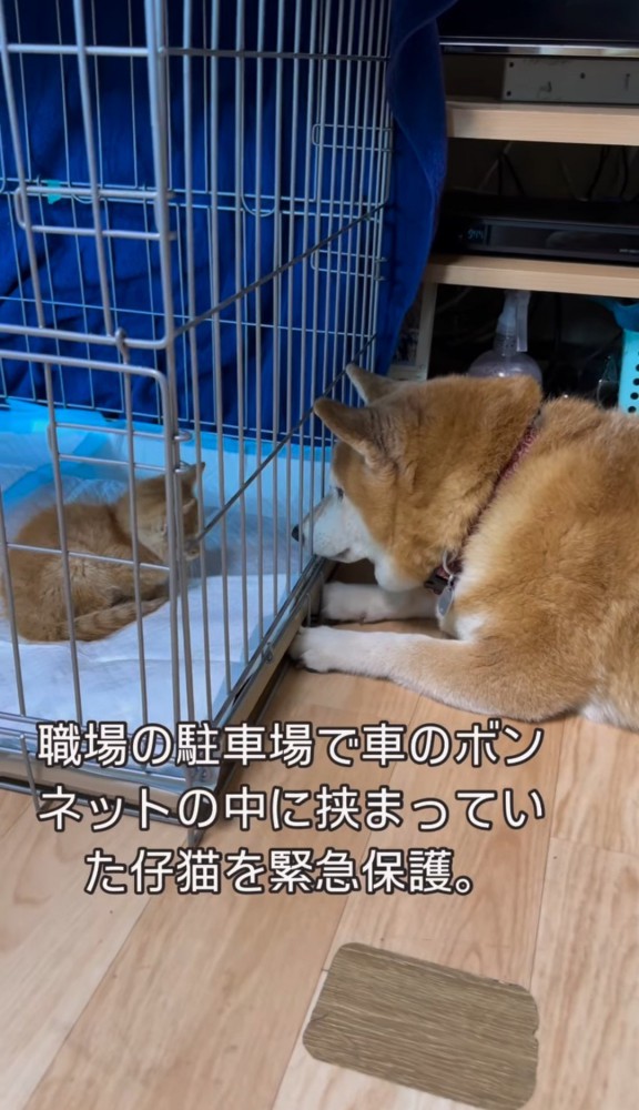 ケージ越しの子猫と柴犬1