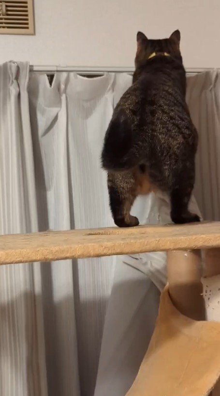 キャットタワーに登ってカーテンに前足を伸ばす猫
