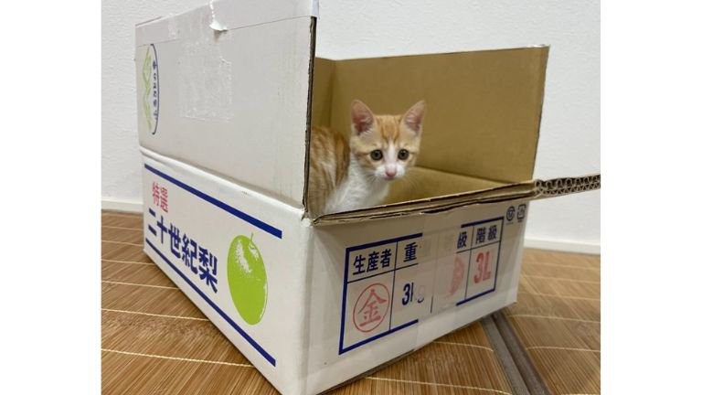 箱に入る猫