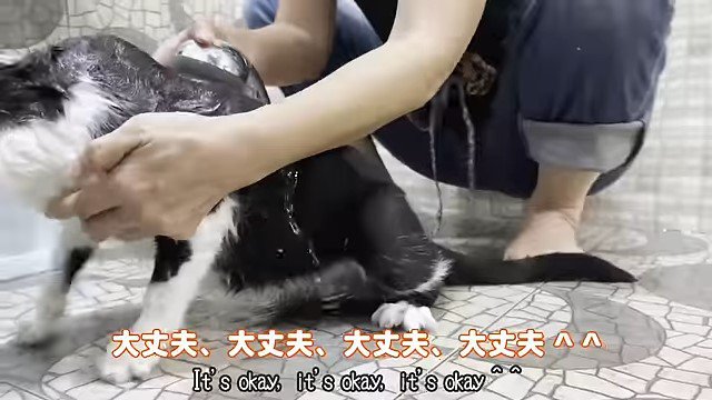 猫にシャワーをかける女性