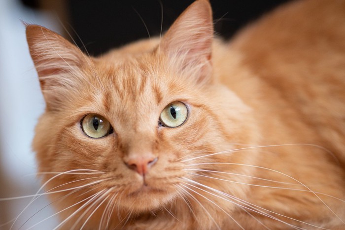 じっと見つめる猫