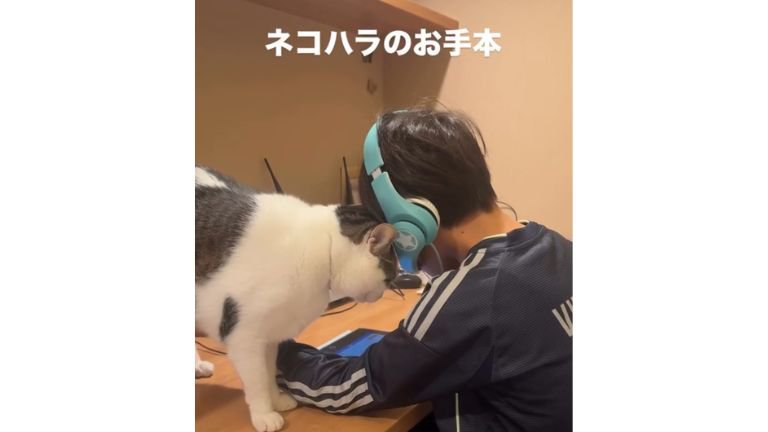 男の子と猫