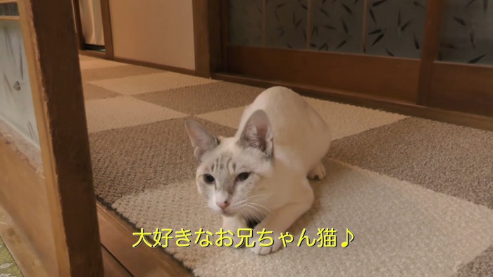 伏せている猫