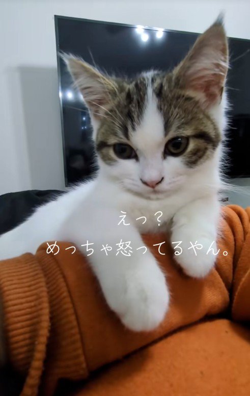 人の腕に乗っている子猫