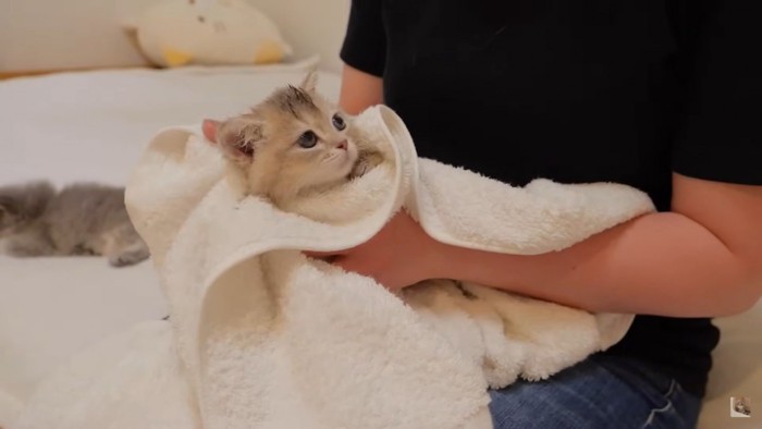 綺麗な瞳で飼い主さんを見つめる子猫