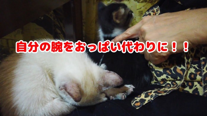 足を吸う子猫