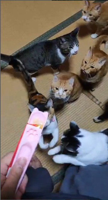 おやつを見つめる猫たち