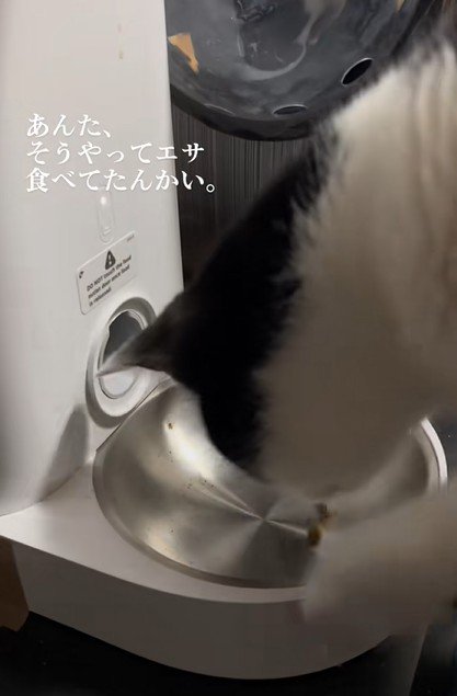 再びフードを手に入れた猫