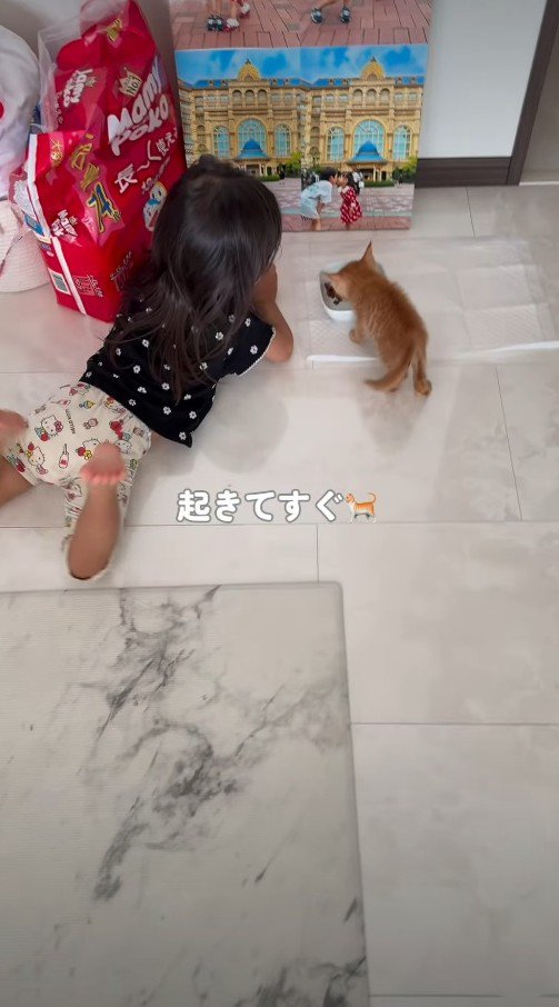 ご飯を食べる子猫の隣にいる女の子