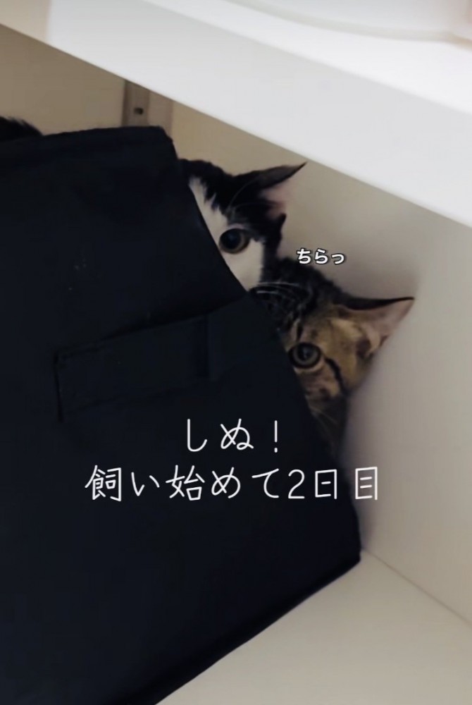 収納ボックスの後ろからママをチラ見するキジトラ猫とハチワレ猫