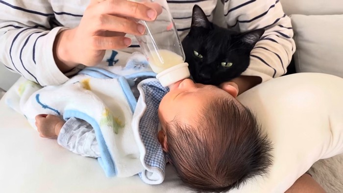 ミルクを飲む赤ちゃんを見守る猫