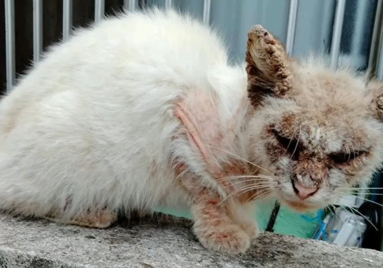 疥癬の猫2