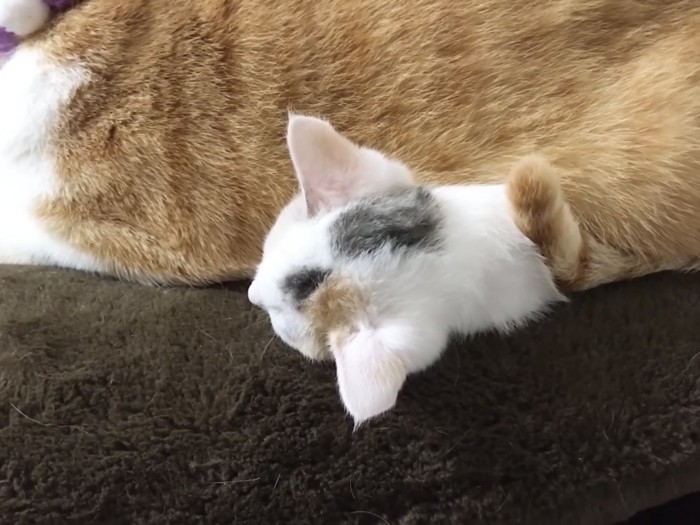 先住猫の体の下から頭だけ出している子猫