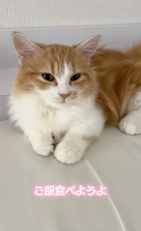 話しかけられているマンチカン