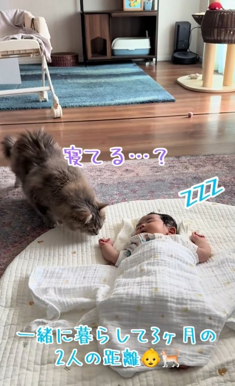 寝ている赤ちゃんの様子をうかがう猫