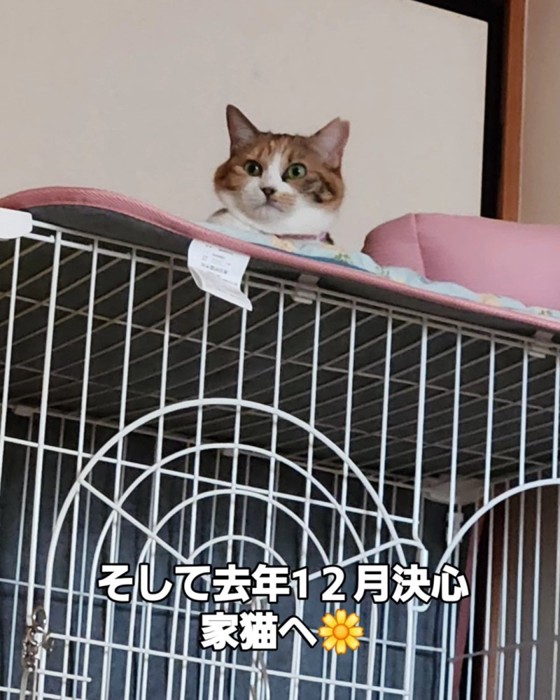 ケージの上に乗る猫