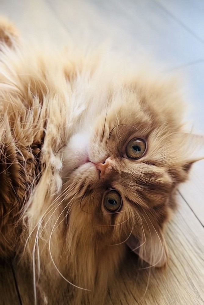 フローリングに寝転がるサイベリアン